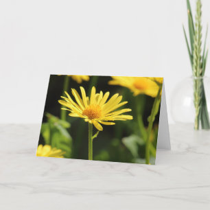 Gultens Daisy Kort
