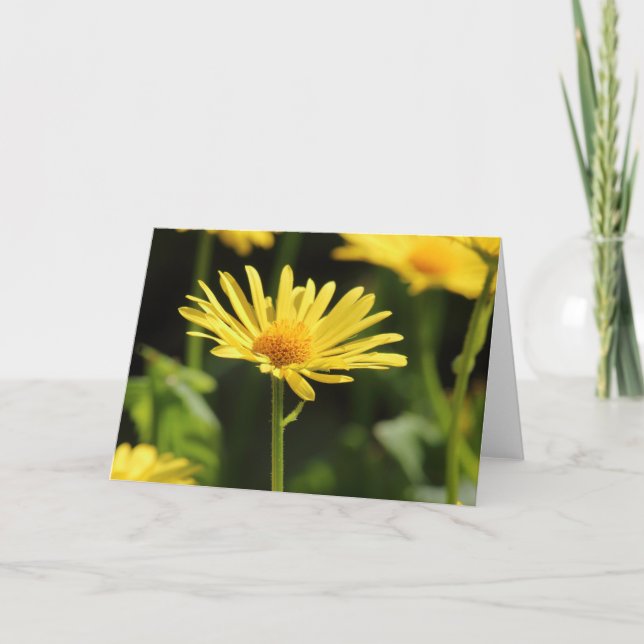 Gultens Daisy Kort (Framsida)