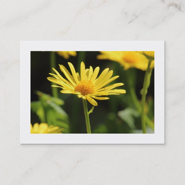 Gultens Daisy (lånad) Visitkort (Framsida)