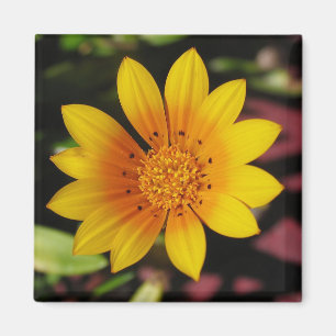 Gultens Daisy Magnet