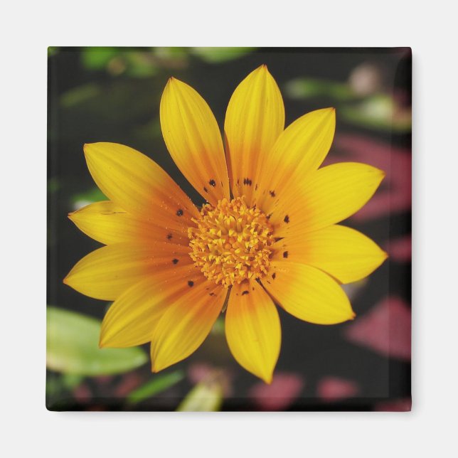 Gultens Daisy Magnet (Framsidan)