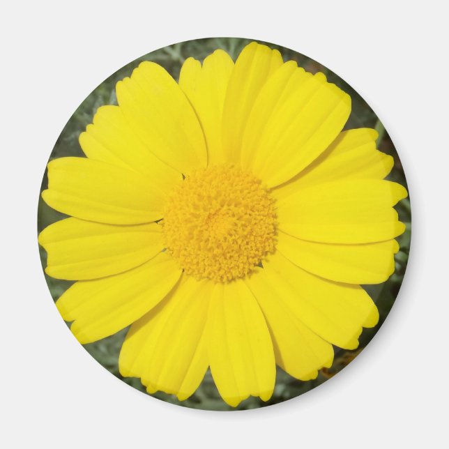 Gultens Daisy magnet (Framsidan)