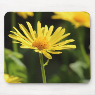 Gultens Daisy Musmatta