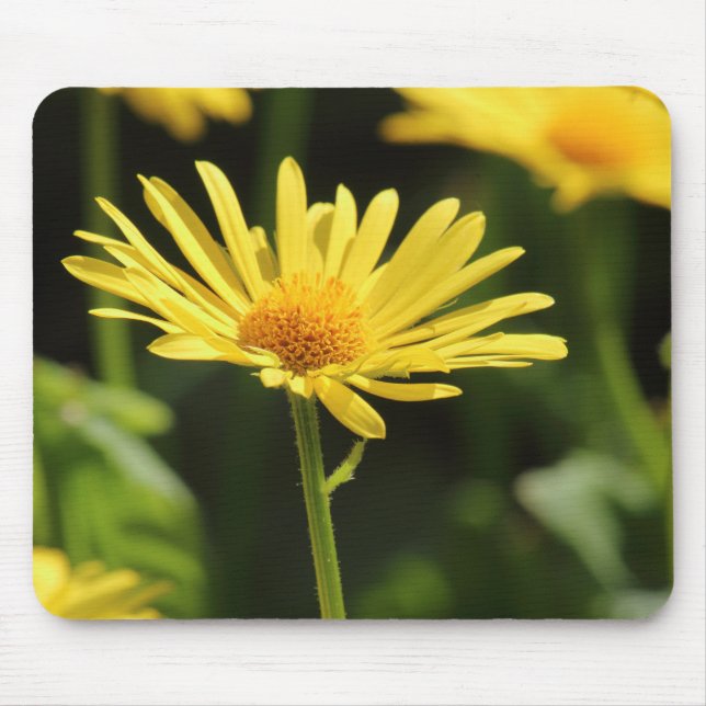 Gultens Daisy Musmatta (Framsidan)