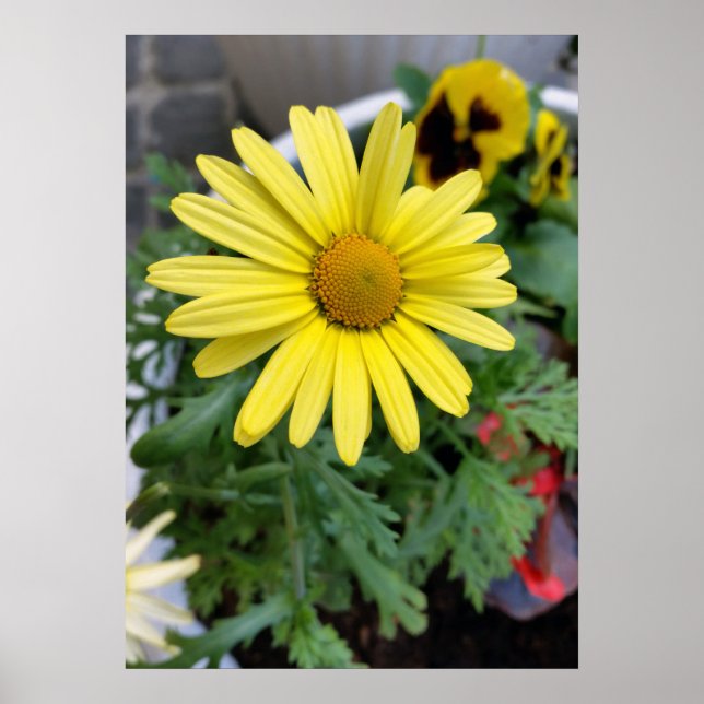 gultens daisy poster (Framsidan)