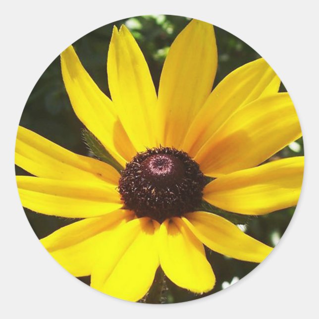 Gultens Daisy Runt Klistermärke (Framsida)