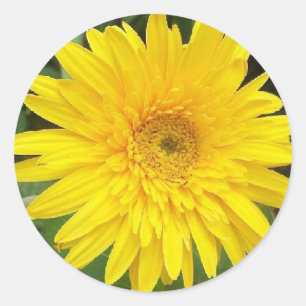 Gultens Daisy Runt Klistermärke