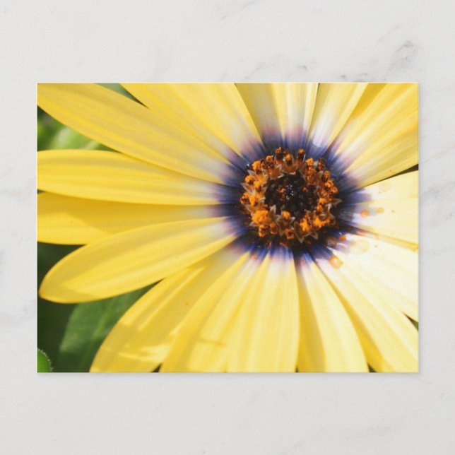Gultens Daisy Vykort (Framsida)