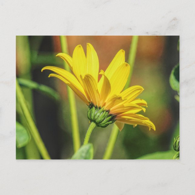 Gultens Daisy Vykort (Framsida)