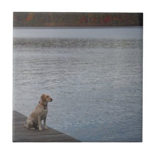 Gultens hund vid dockning kakelplatta