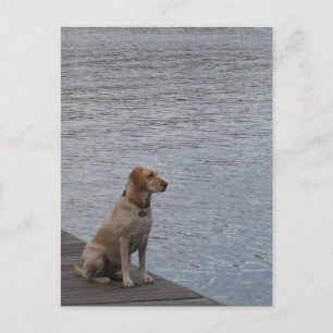 Gultens hund vid dockning vykort