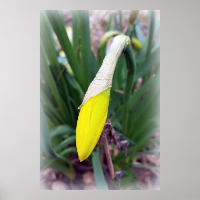 gultens krokbud poster (Framsidan)