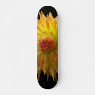 Gultens nedre skateboard bräda 21,5 cm
