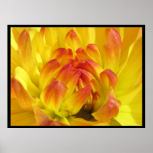 Gultens Orange blomma Poster