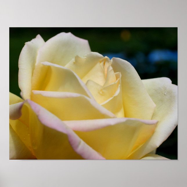 Gultens Rosenknopp blomma Poster (Framsidan)