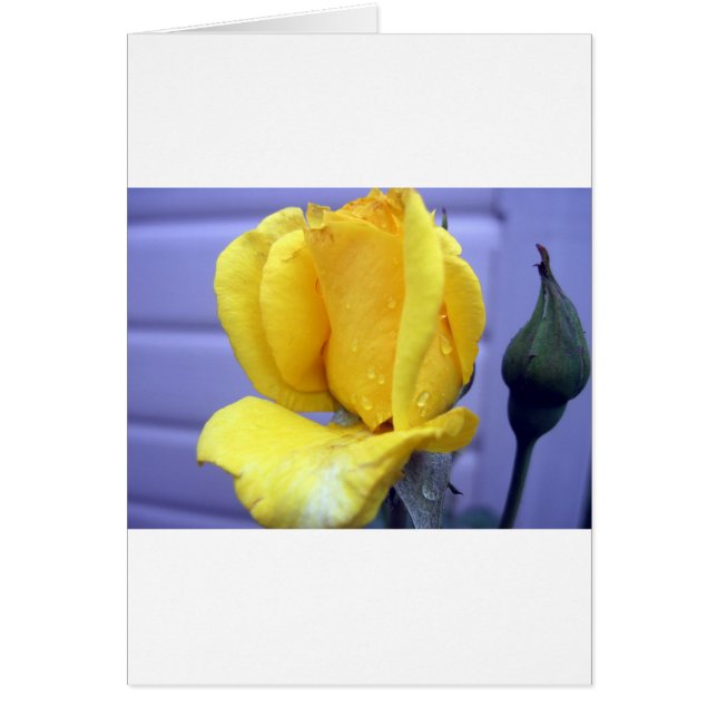 Gultens Rosenknopp Hälsningskort (Framsidan)