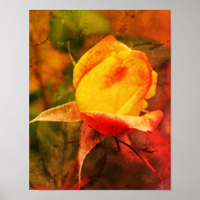 Gultens Rosenknopp med röda högdagrar i tryckt bil Poster (Framsidan)