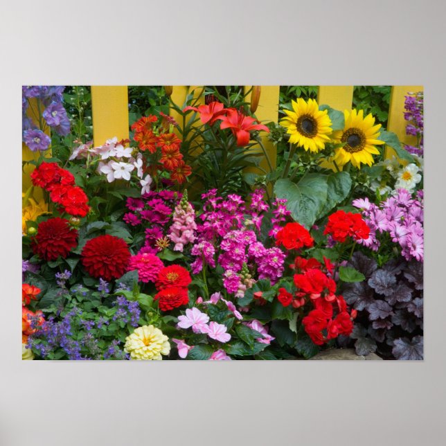 Gultens väljarstängsel med blomsterträdgård i poster (Framsidan)