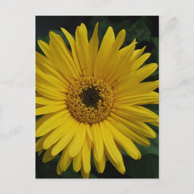 Gultens vykort för Daisy (Framsida)