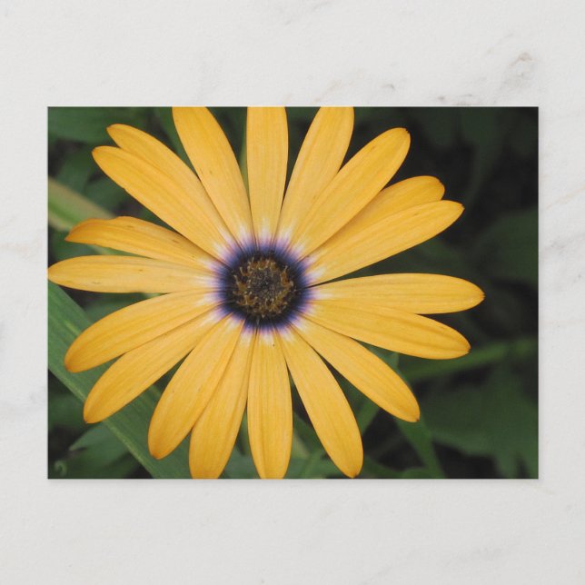 Gultens vykort för Daisy (Framsida)