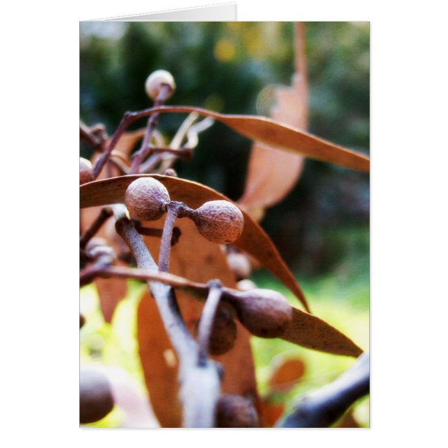 gumnutskort hälsningskort (Framsidan)