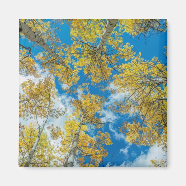 Gunnison National Forest Colorado Magnet (Framsidan)