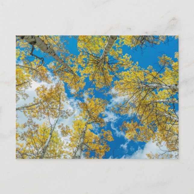 Gunnison National Forest Colorado Vykort (Framsida)