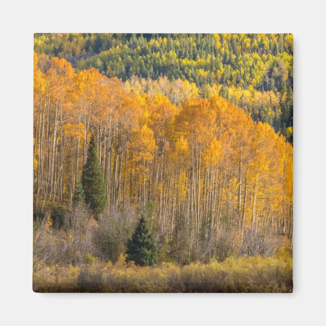 Gunnison National Forest Magnet (Framsidan)