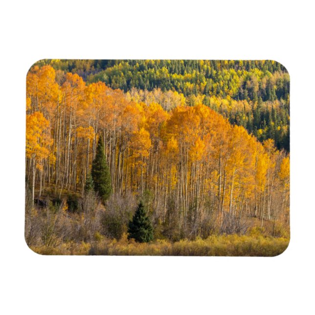 Gunnison National Forest Magnet (Horisontell)