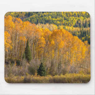 Gunnison National Forest Musmatta