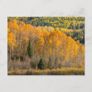 Gunnison National Forest Vykort