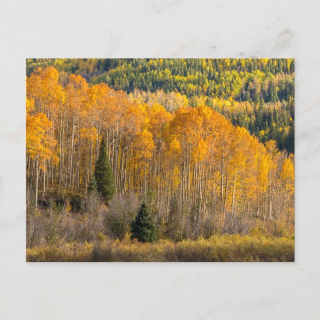 Gunnison National Forest Vykort (Framsida)