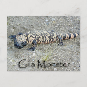 "Gunny" Gila Monster i kongressen, Arizona 6/26 Vykort
