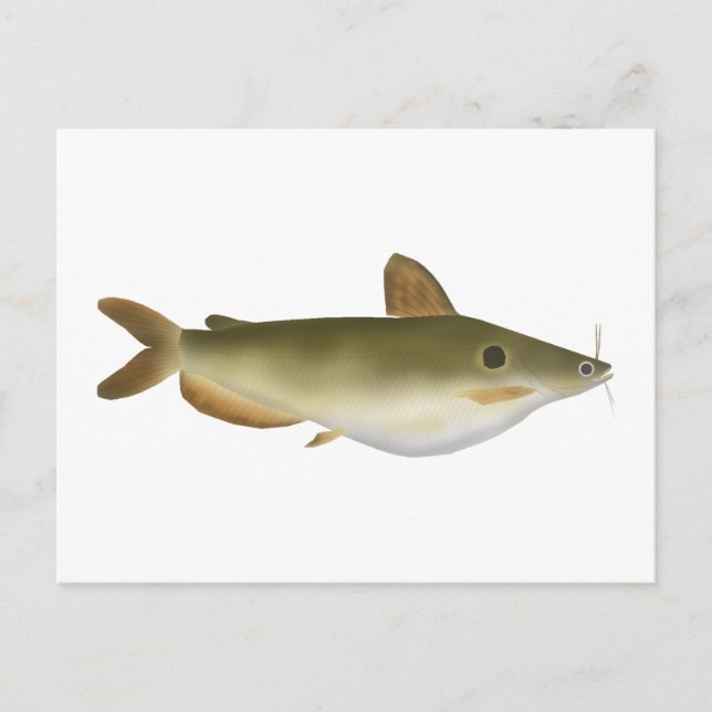 Günthers Catfish Vykort (Framsida)