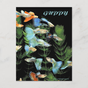 Guppies Vykort