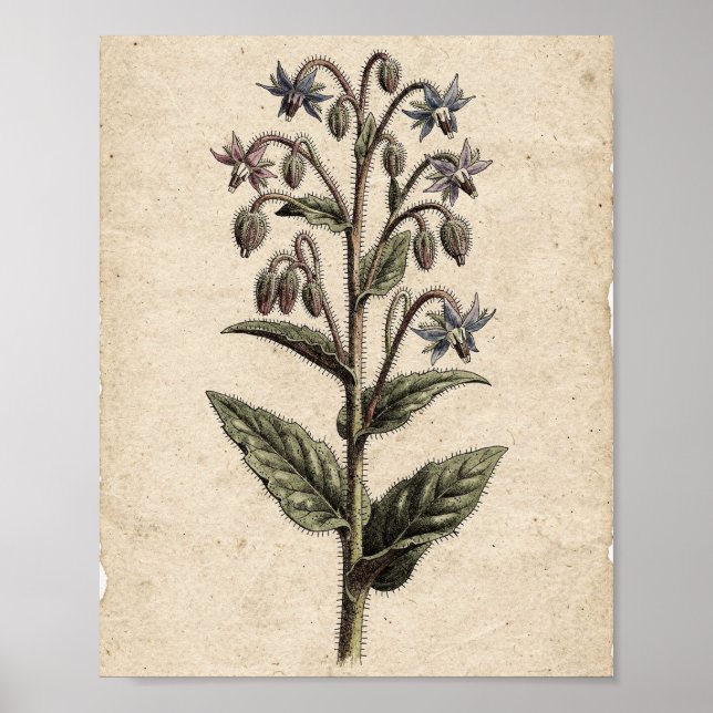Gurkas botaniska blomkonst poster (Framsidan)