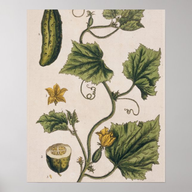 Gurkor, tallrik 4 från "A Nyfiken Herbal". Poster (Framsidan)