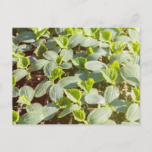 Gurkutsäde Vykort (Framsida)