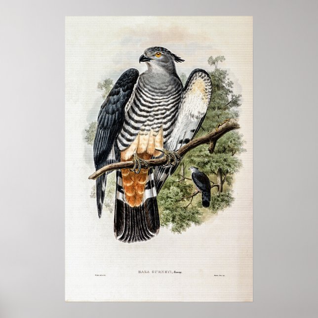 Gurneys Cuckoo-Falcon av John Gould Poster (Framsidan)