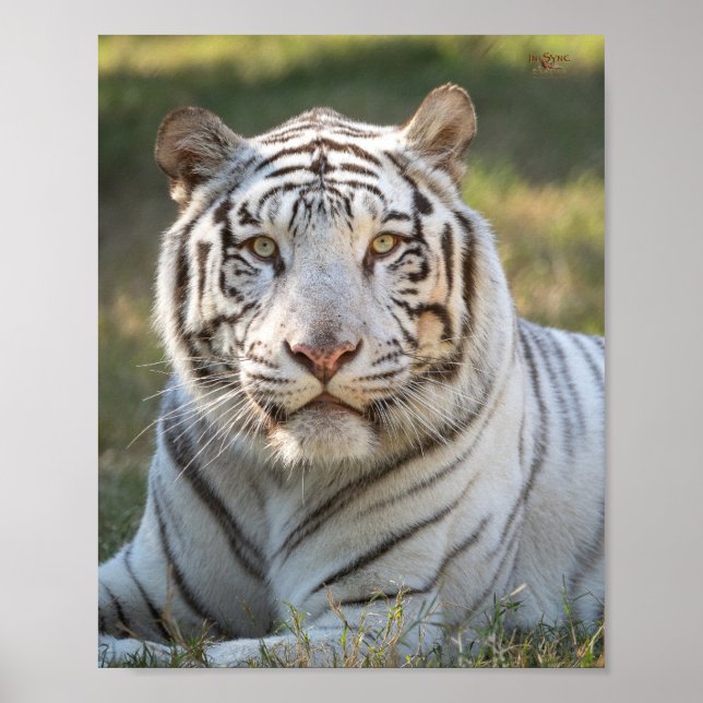 Gus - kort poster (Framsidan)