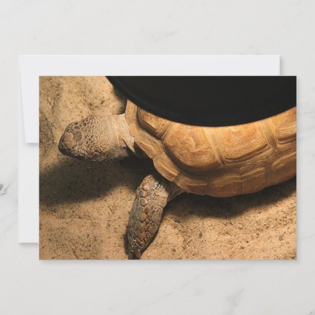 Gus the Tortoise (Framsida)