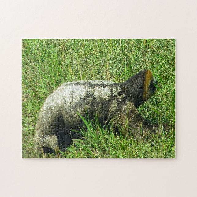 Guyana Sloath. Pussel (Horisontell)