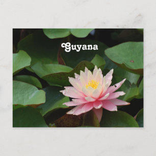 Guyana Vatten Lily Vykort