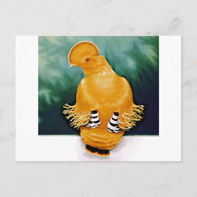 Guyananananska kusten sten vykort (Framsida)