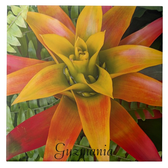 Guzmania Bromeliad Plant Floral Kakelplatta (Framsidan)