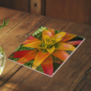 Guzmania Bromeliad Växt Blommig Kakelplatta