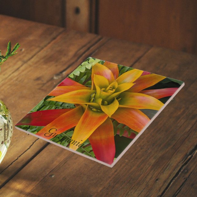 Guzmania Bromeliad Växt Blommig Kakelplatta (In Situ)