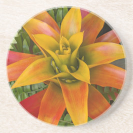Guzmania Bromeliad Växt Blommig Underlägg