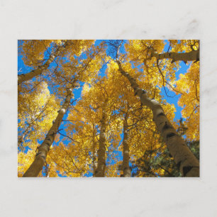 Gyllene Aspen Nära Estes Park Colorado Vykort