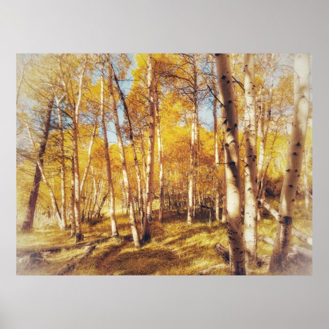 Gyllene aspeskog landskapsbild poster (Framsidan)